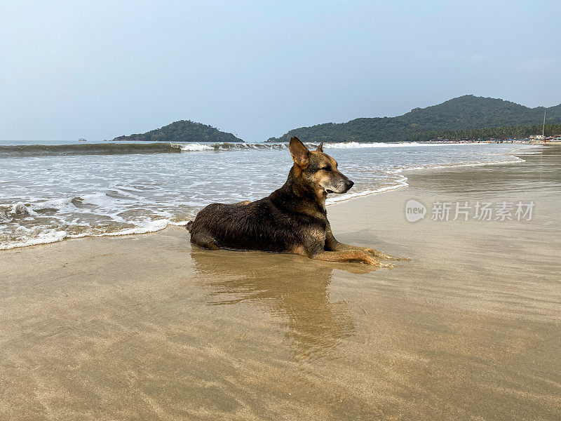 印度野生流浪狗躺在潮湿的沙滩上的图像，退潮时海水的边缘，杂种狗坐着海浪退潮和流动，海边的潮汐，重点在前景