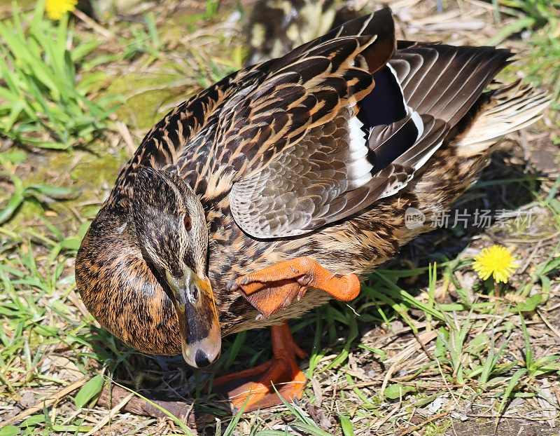 春天湖边的野鸭