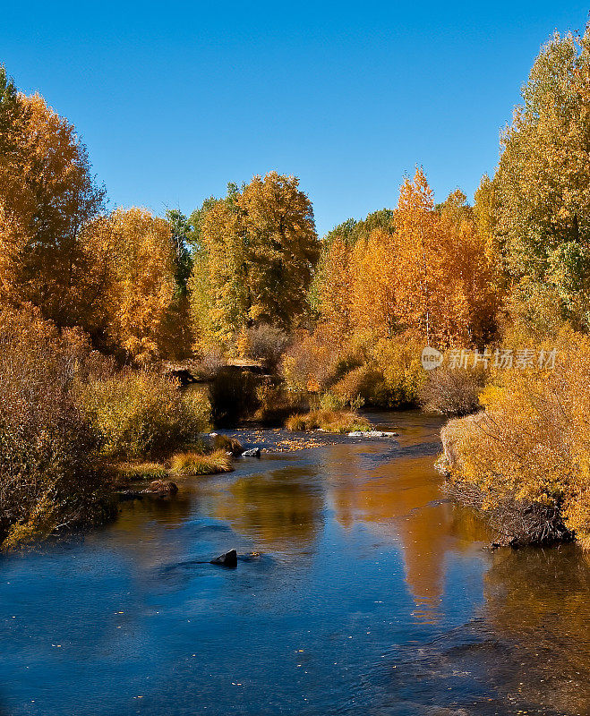 秋天的颜色;加州羽毛河附近的秋色