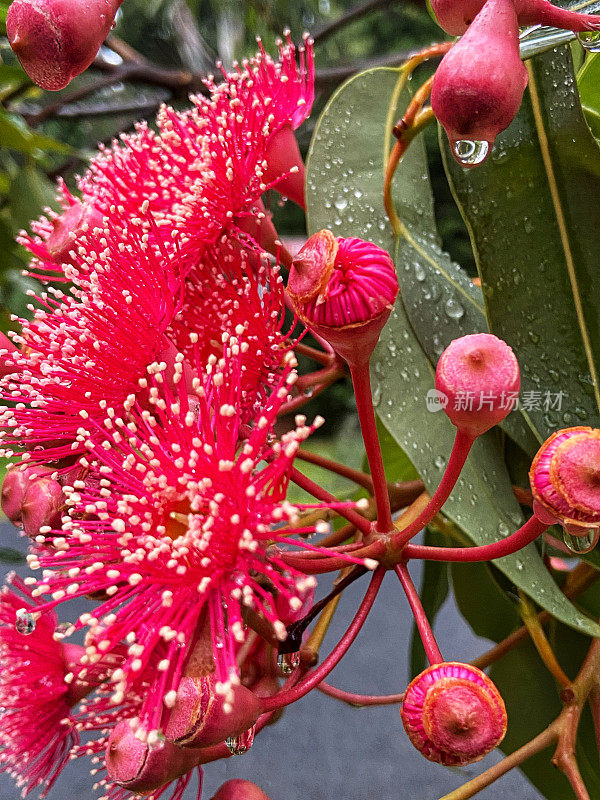 美丽的红色花朵和雨点