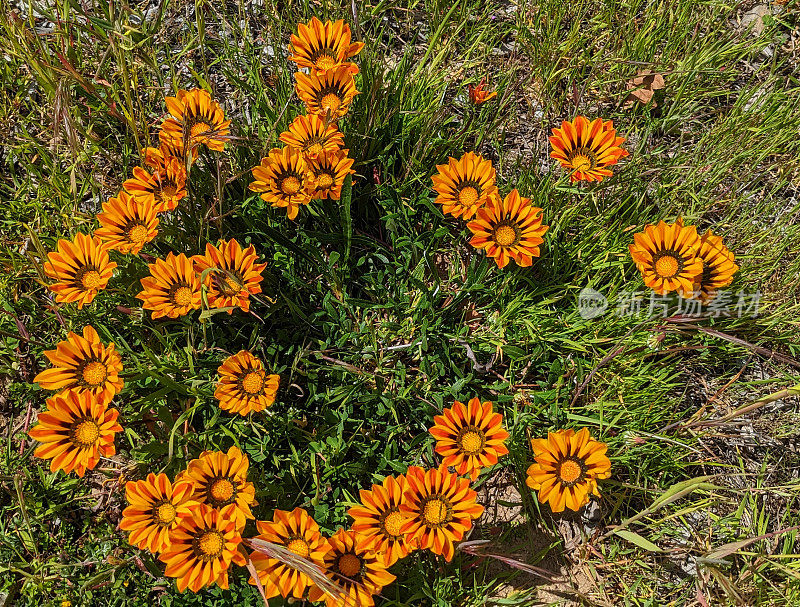 春天的花朵沿着加利福尼亚海岸1号公路靠近坎布里亚和象海豹远景点