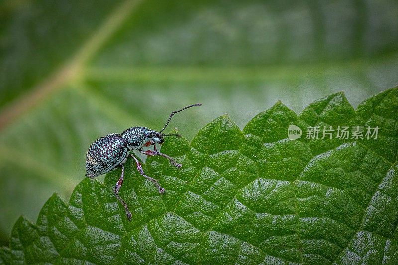 印度尼西亚的象鼻虫。