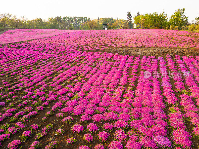 日出时，山坡上粉红色的花海