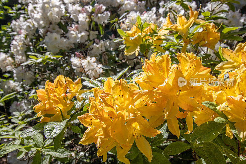 “金光”杜鹃花在威尔士南格拉摩根的卡迪夫的布特公园
