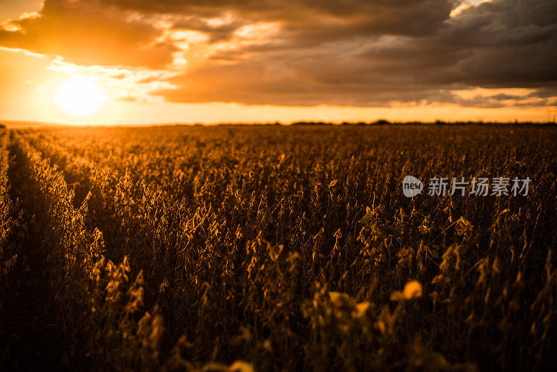 日落时分的巴西大豆种植园