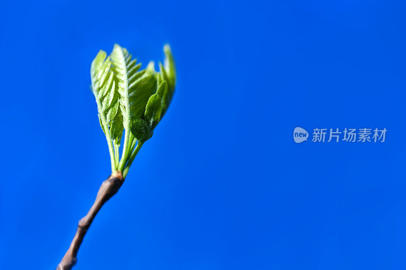 春天的花朵