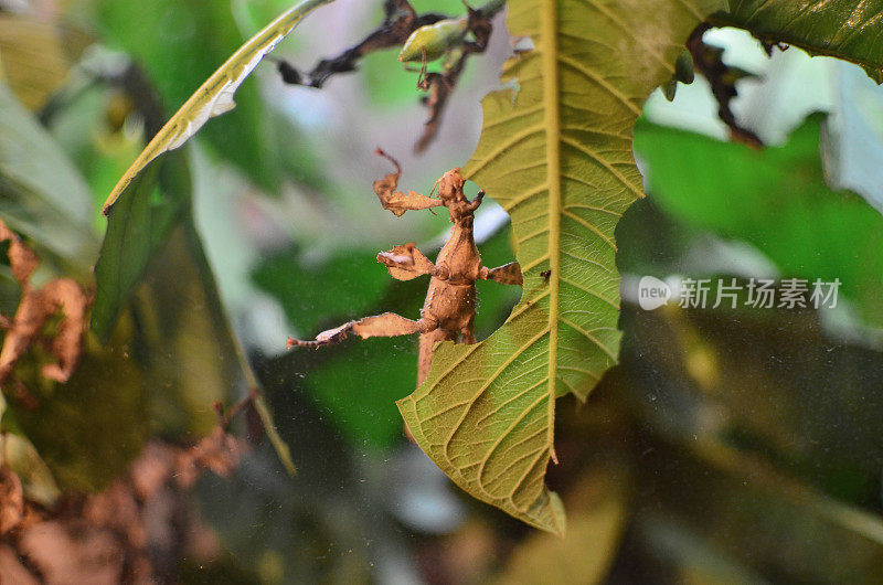 丛林里，一只枯叶螳螂紧紧地抓住一棵树