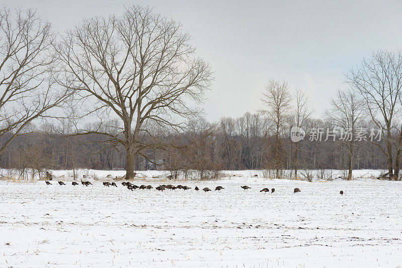 加拿大安大略省，一群野生火鸡在白雪覆盖的农田里漫步