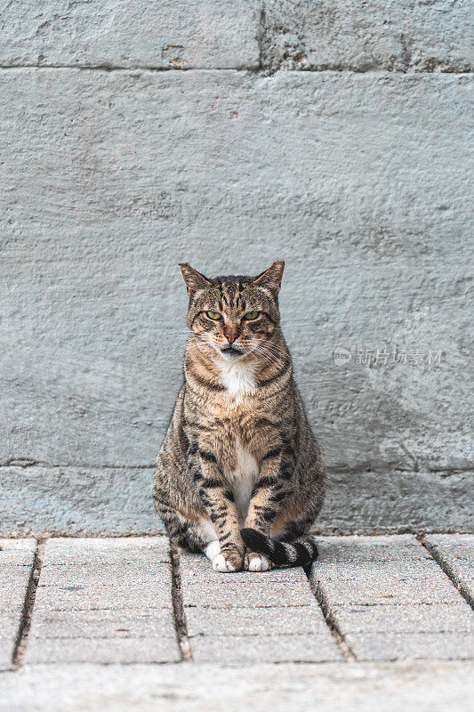 流浪猫坐在马路上的肖像