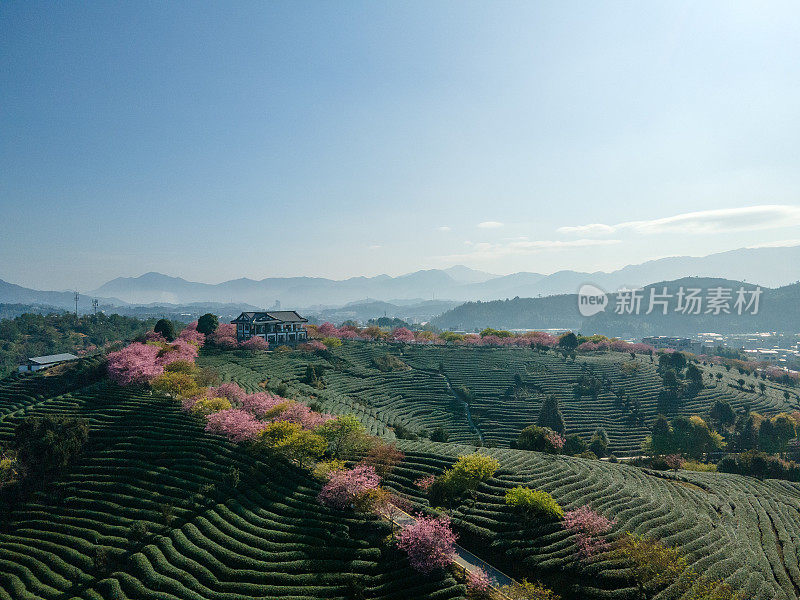 樱花茶山鸟瞰图