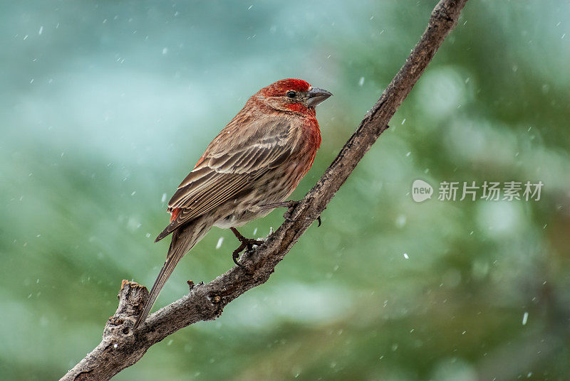 暴风雪中的雄雀