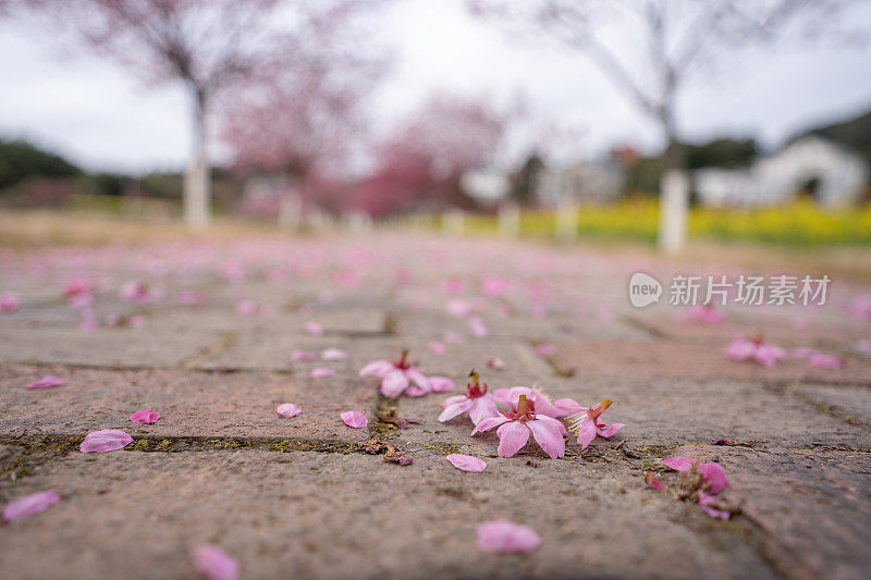 樱花的花瓣落在地上