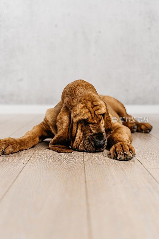 皱巴巴的猎犬躺在地板上嗅