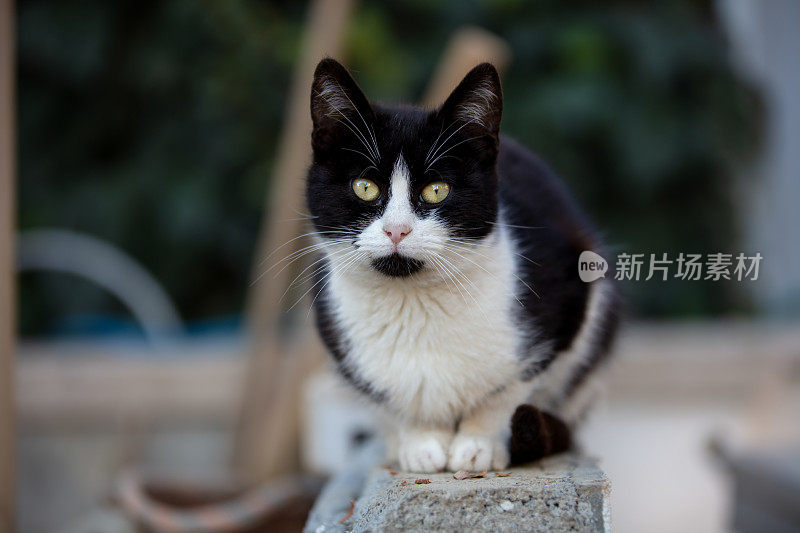 黑白相间的流浪猫正站在街道的中间。