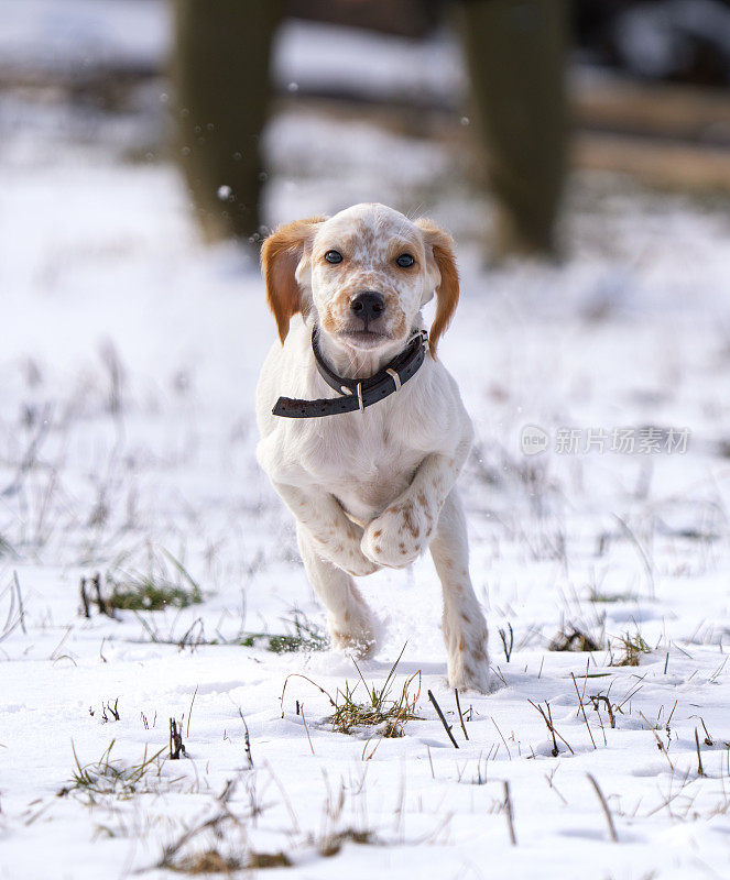 英国塞特犬，挪威Vestfold