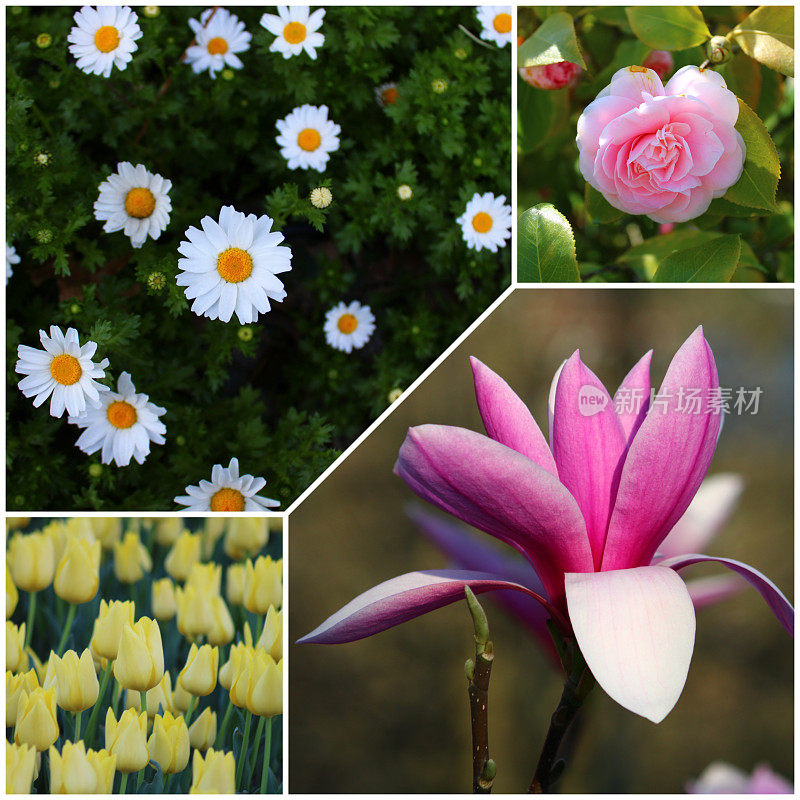一幅包括粉红色和白色花朵的拼贴画。雏菊，玉兰百合，山茶花和郁金香。