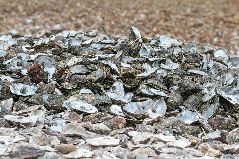 英国肯特郡惠特布尔海滩上的牡蛎壳