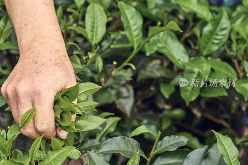 一位亚洲女性在茶园采摘茶叶。