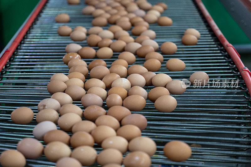 现代智能农用鸡蛋自动化传送带