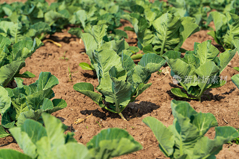 绿卷心菜生长在农田里。年轻的卷心菜。种植绿色卷心菜。农业的场景。农业业务。有选择性的重点