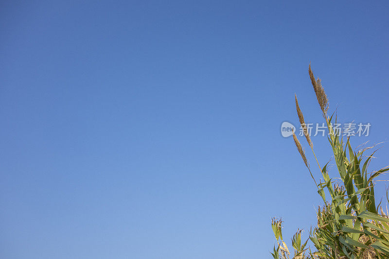 芦苇与天空