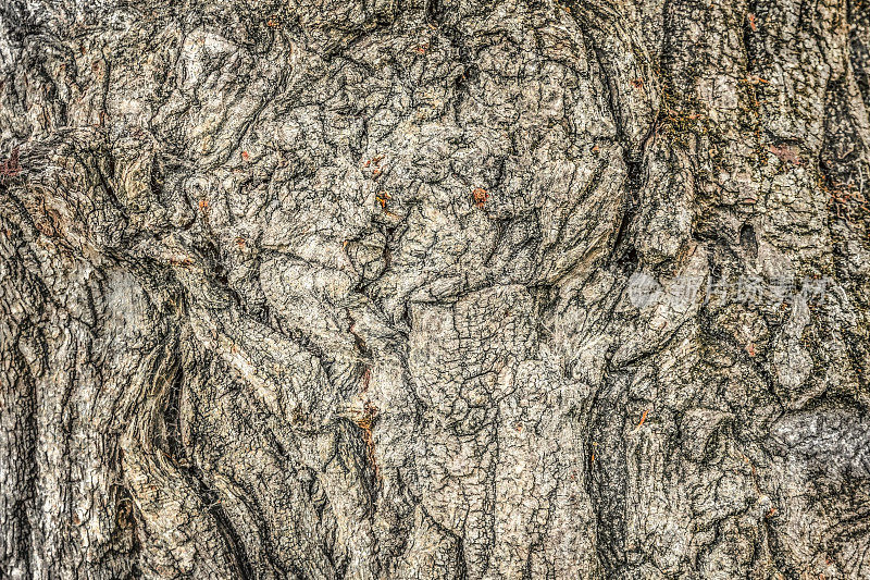 高分辨率抽象小背景纹理描绘了一个古老的严重沟槽扭曲腐烂的杨树树皮细节