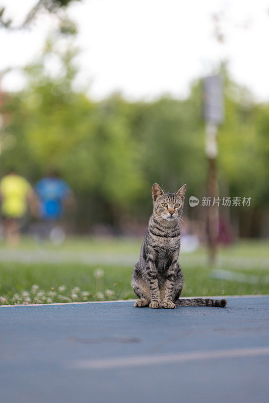 一只虎斑流浪猫坐在地上。