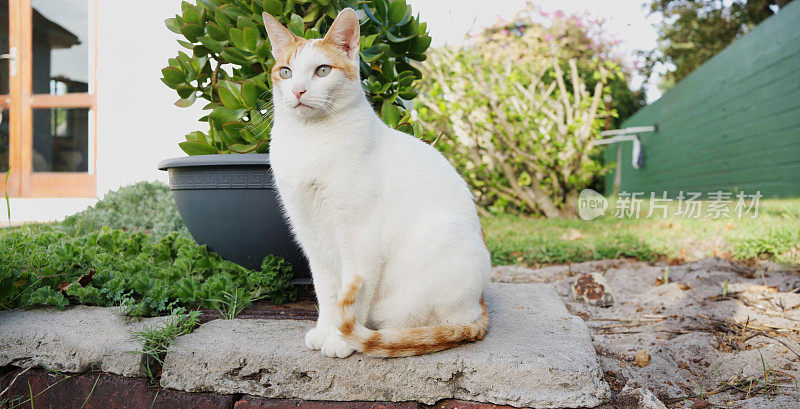 橙色和白色的猫坐在外面的院子里