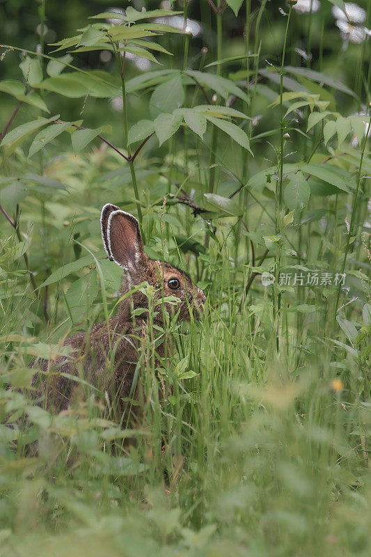 野草中优雅的野兔