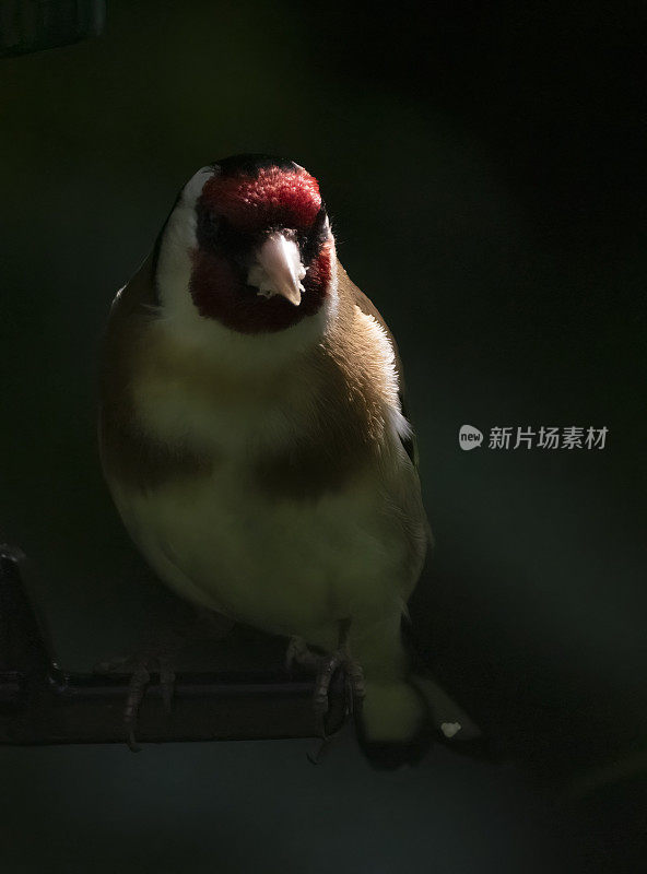 金翅雀在喂鸟器上