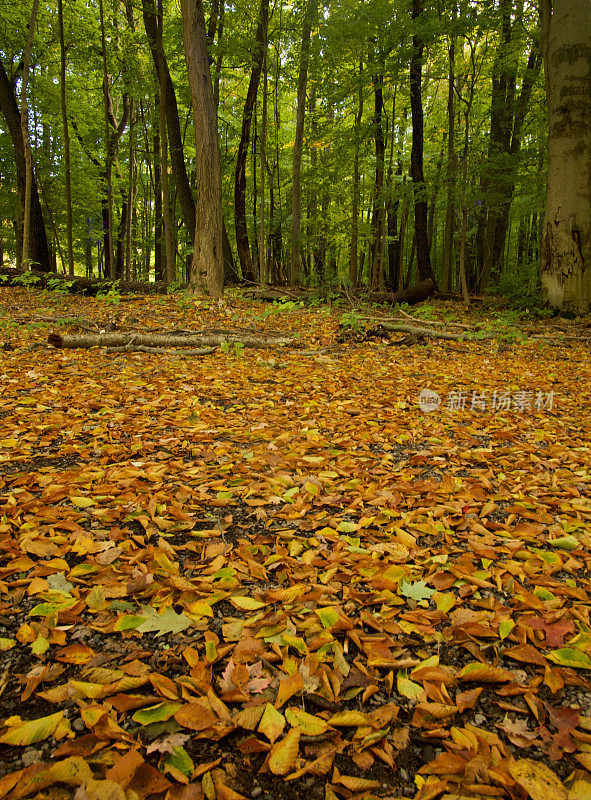 铺满秋叶的林中小径