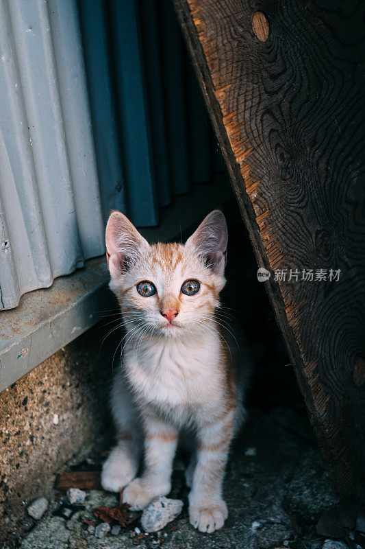 小猫躲起来的样子