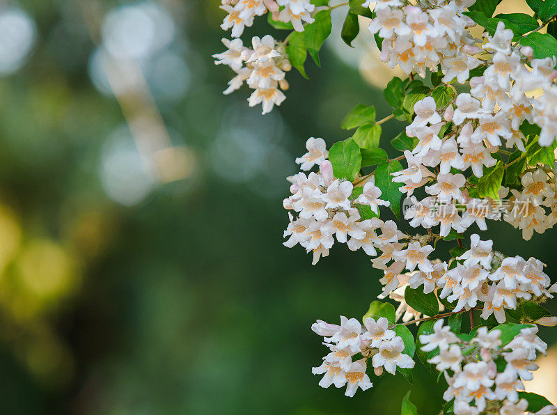 美丛花特写