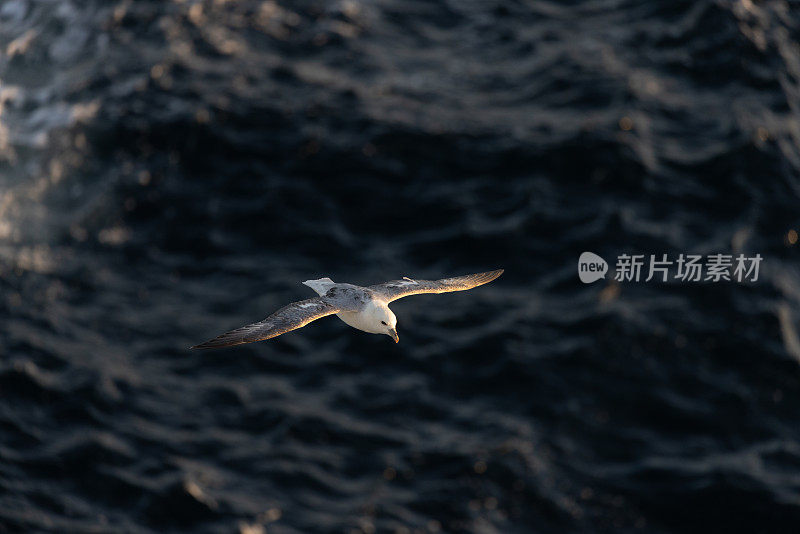 怒吼的海鸟在海面上低空翱翔