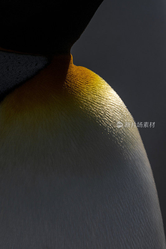 南极南乔治亚岛的王企鹅羽毛细节
