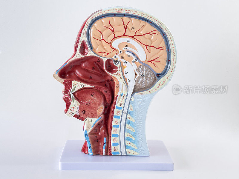 人类头上的