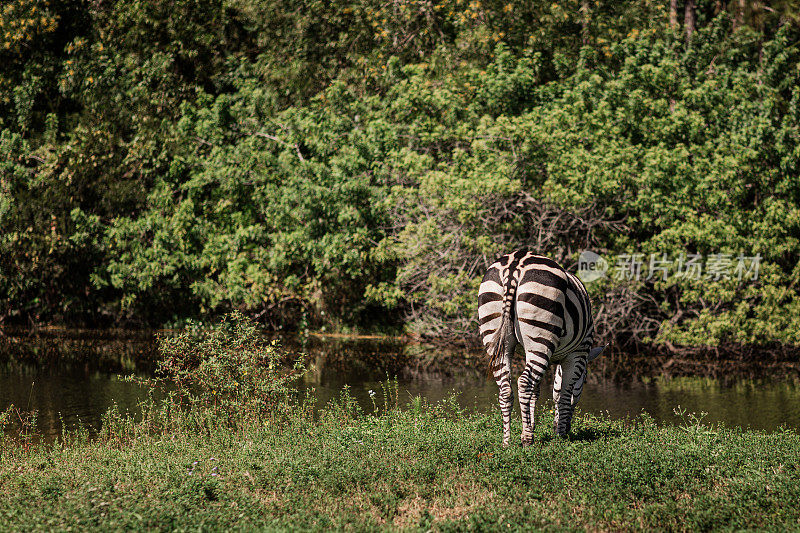 2023年秋天，南佛罗里达州一片绿树环绕的田野里，黑白条纹斑马在吃草和喝水