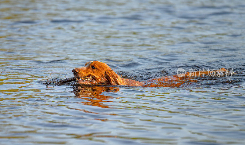 挪威奥斯陆，工作的可卡犬在水中捡起一根棍子