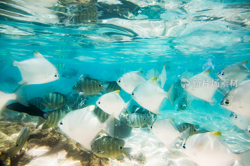 一群鱼在清澈的蓝色海水中游泳，海卡杜瓦。