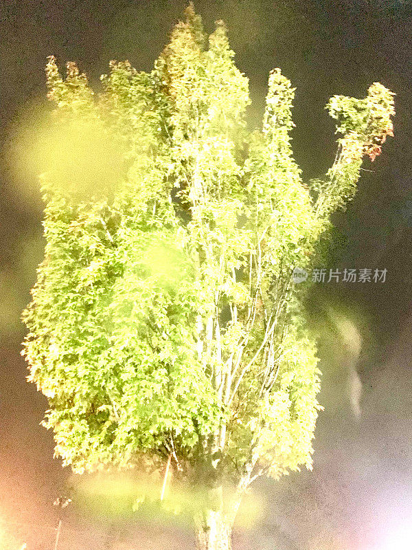 暴风雨中夜晚的树