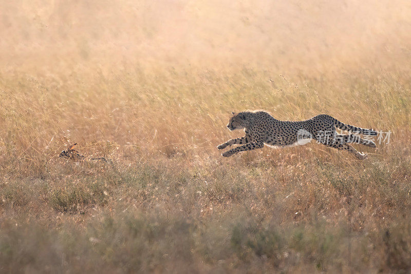 追逐——黎明时分，一只猎豹在美丽的坦桑尼亚塞伦盖蒂平原上追逐一只野兔