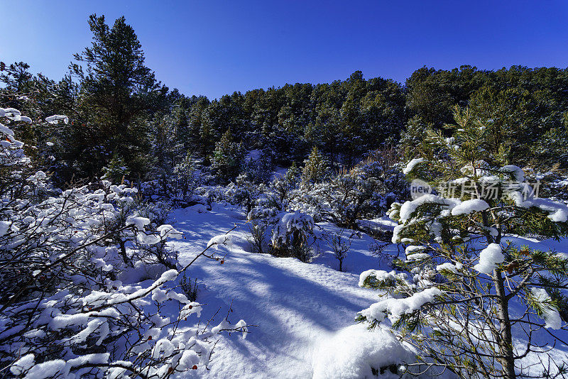 雪树广角景观冬季景观