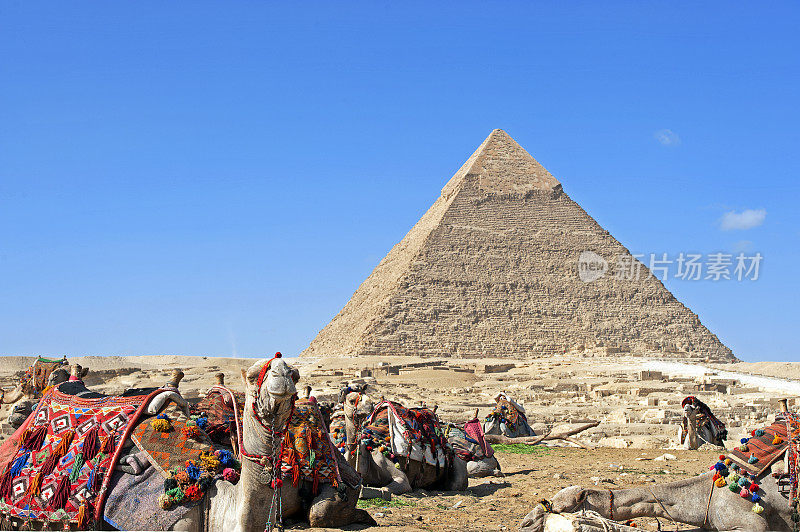 埃及开罗吉萨，骆驼在哈夫拉金字塔的背景下休息。