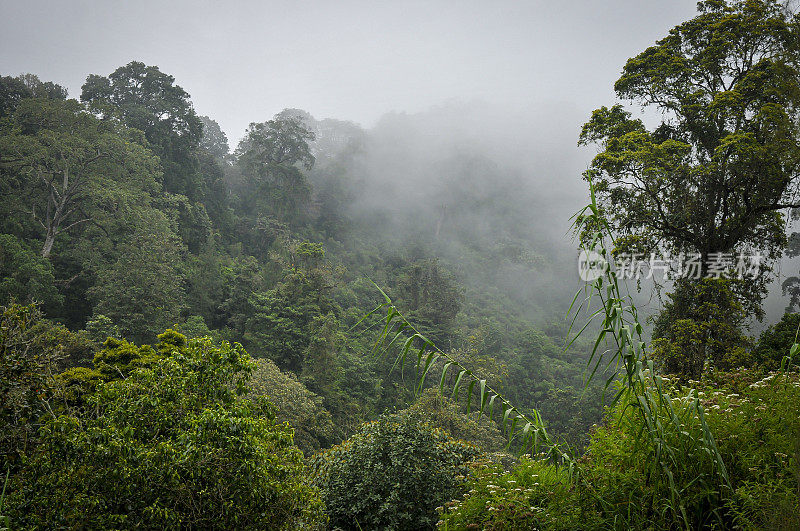 爪哇岛东部的壮观景色。雨林之旅上的火山布罗莫山(印度尼西亚)。