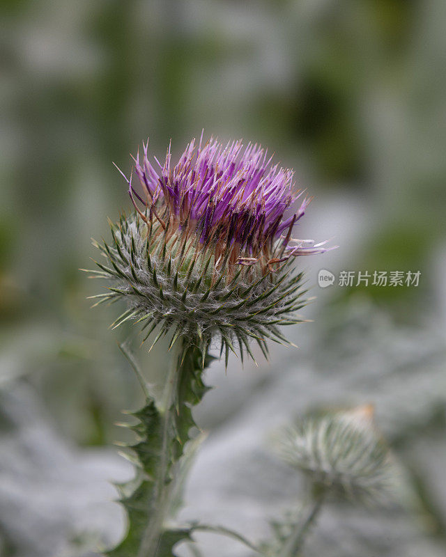 棉花蓟，棘球菊，