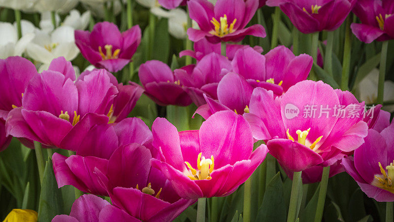 花园里五颜六色的粉红色郁金香