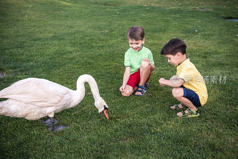 爱护和安全动物的理念。两个小男孩正在喂漂亮的天鹅玩耍。孩子们和大白鸟玩耍