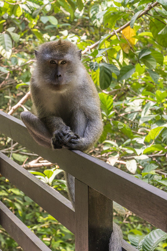 一只灵长类动物，坐在新加坡树林里的木栅栏上