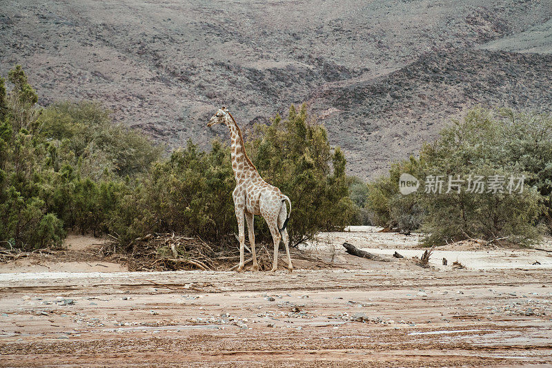 纳米比亚的长颈鹿