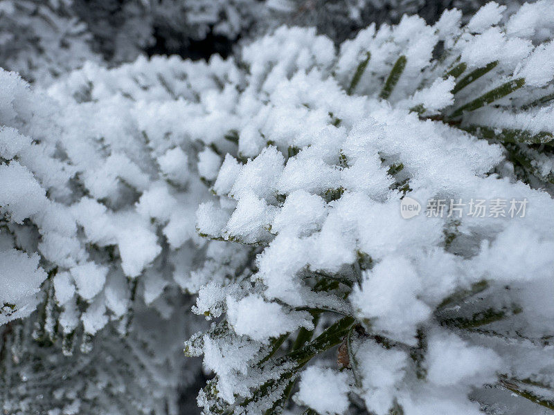 美丽的雪树